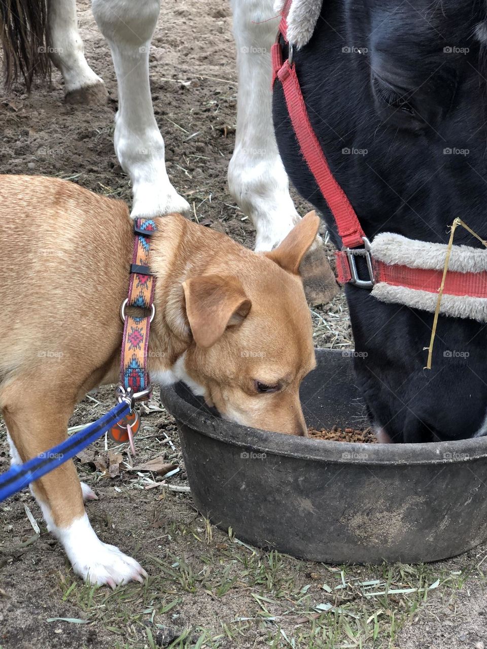 Horse & Dog Share a Meal