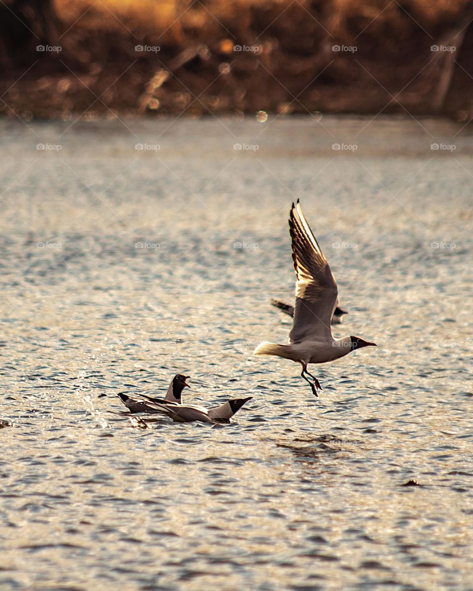 Seagulls enjoying the sunset 