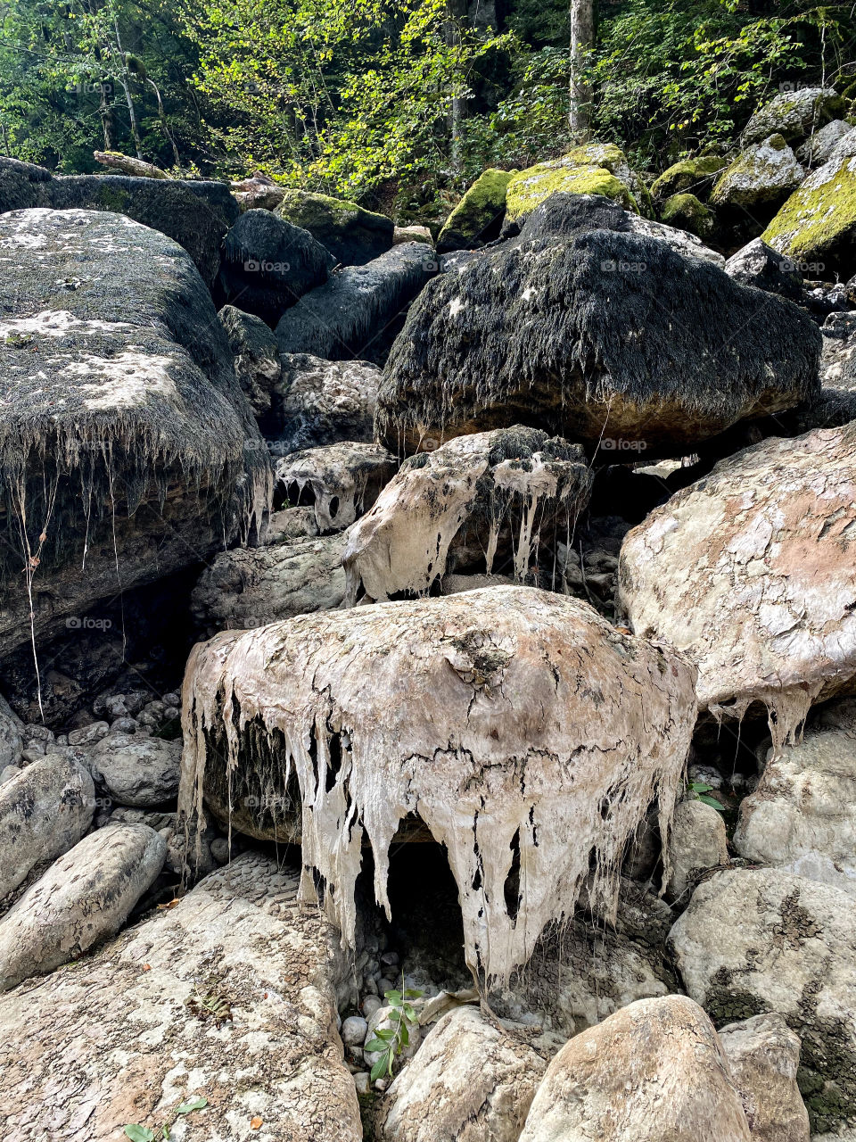 Swiss Forest stones Moss