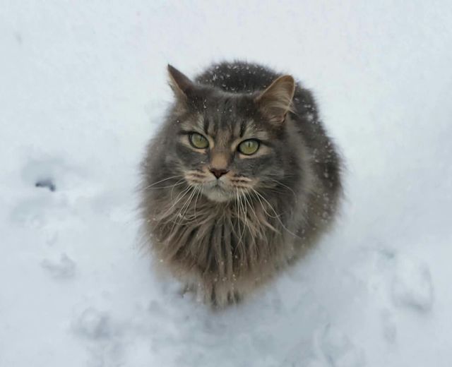 Grey colored fluffy pet cat sitting in the snow, looking up with large green eyes as white snowflakes fall during a day in winter.