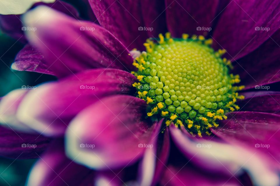 Beautiful Purple flower