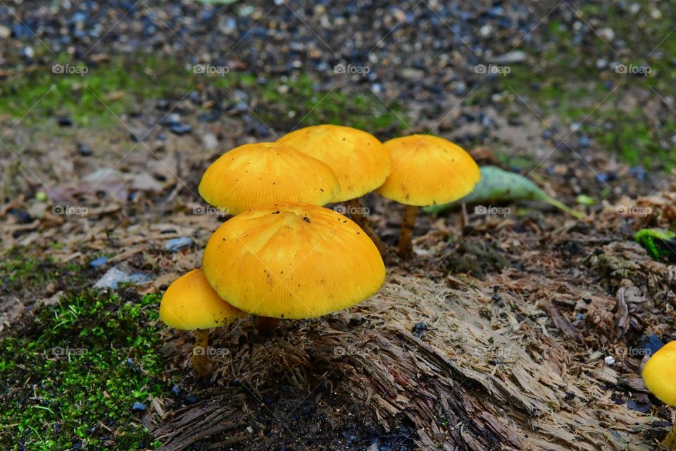 Yellow mushrooms