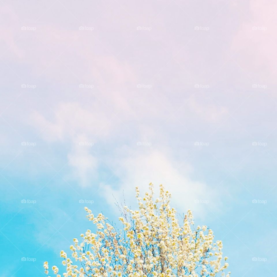 spring sky