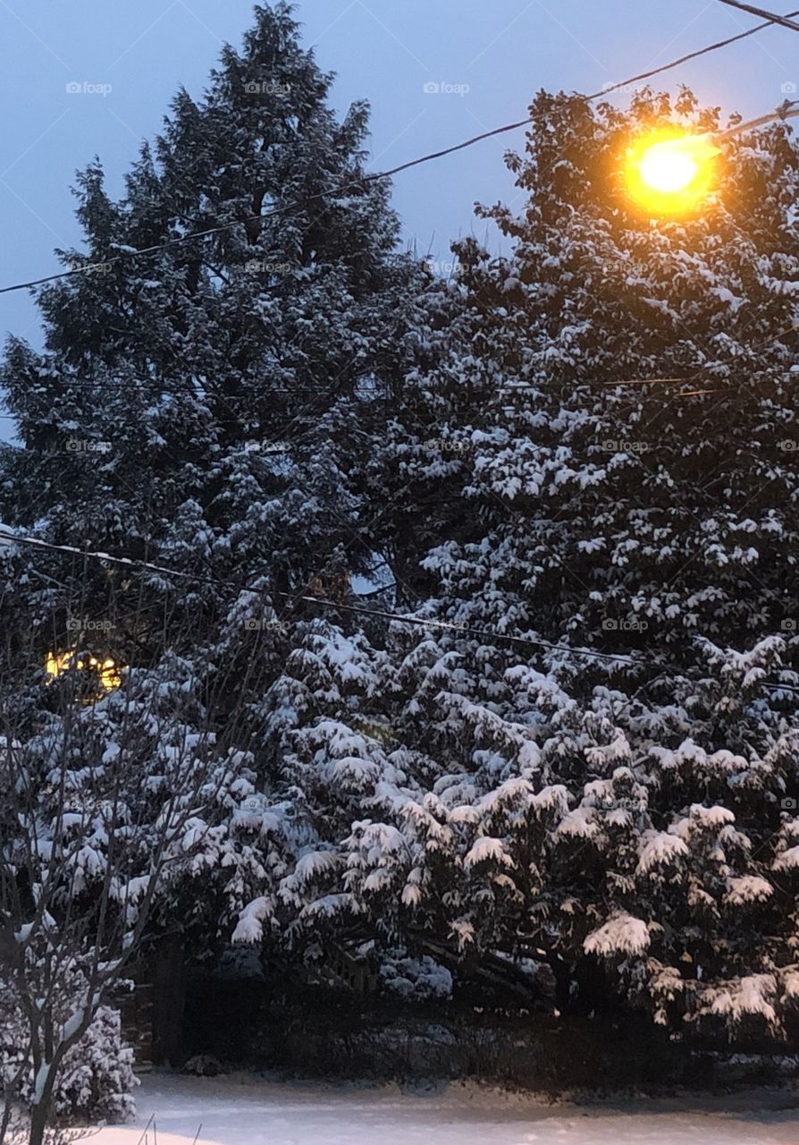 Evening snow scene