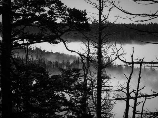 Foggy Silhouette 