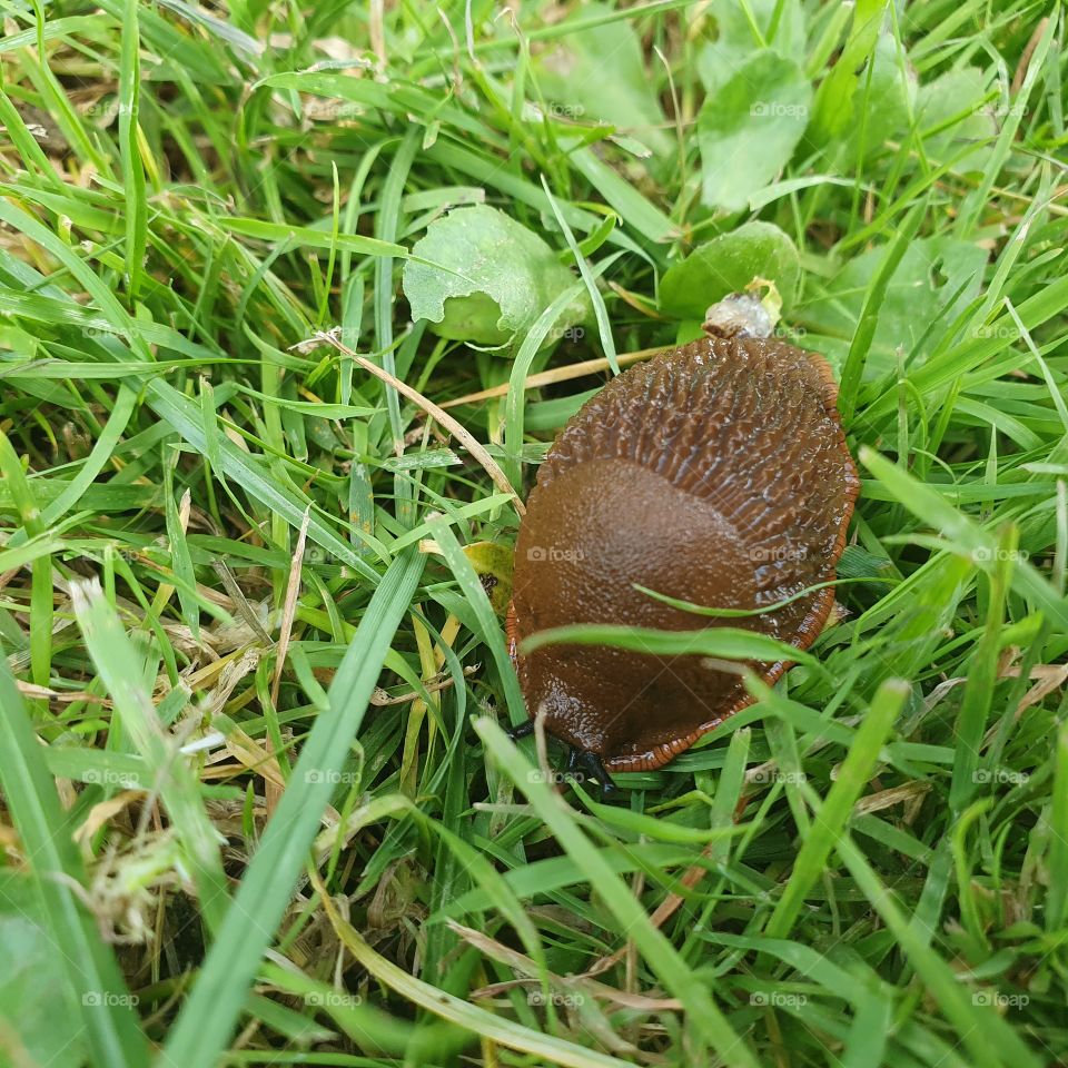 A slug in the grass.