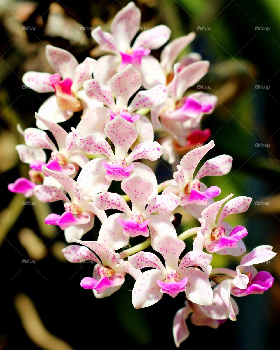 Orchids. White orchids