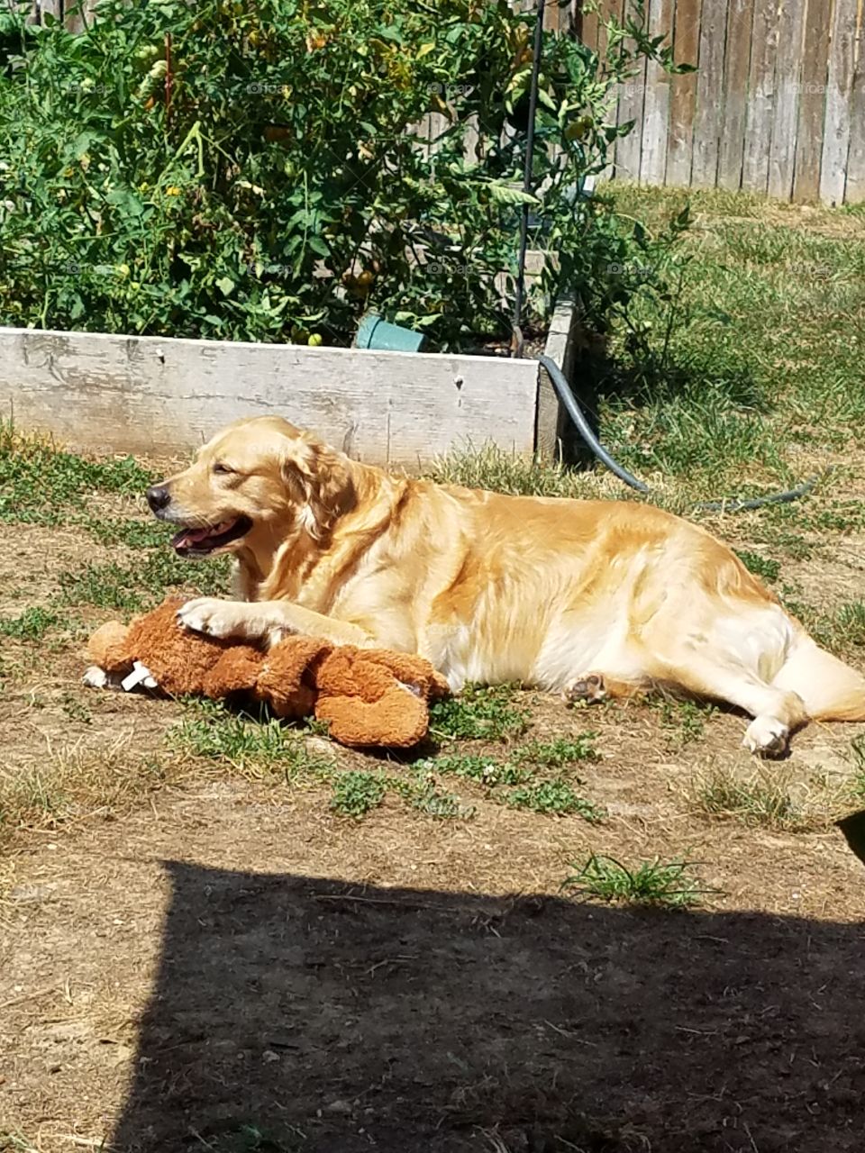 golden retriever lounging in the sum