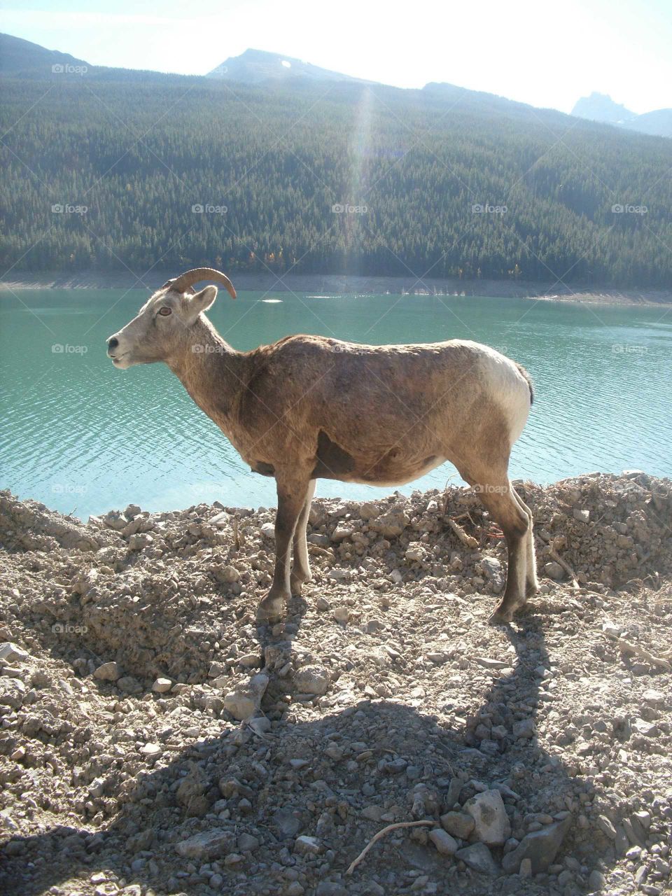 Mountain Goat at Jasper National Park