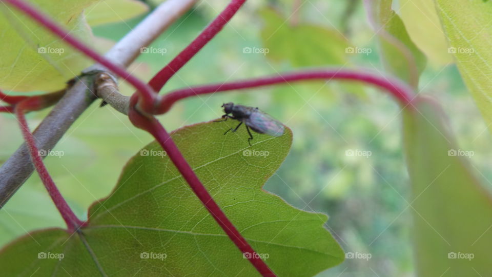 macro , fly on a sapling