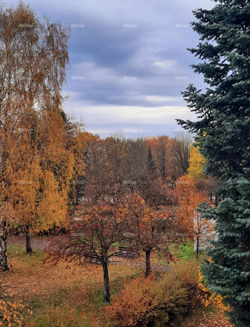 golden autumn  trees  in the garden