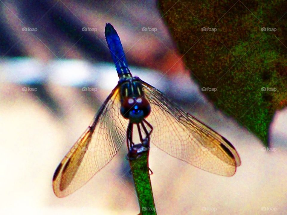 Dragonfly