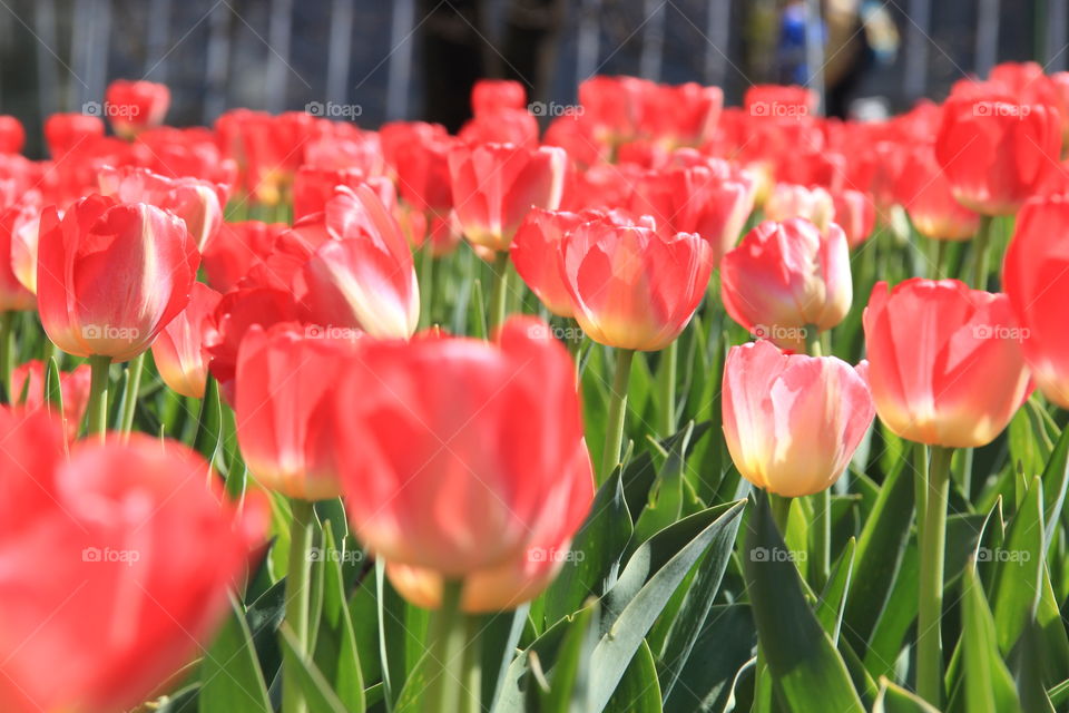 Red tulips