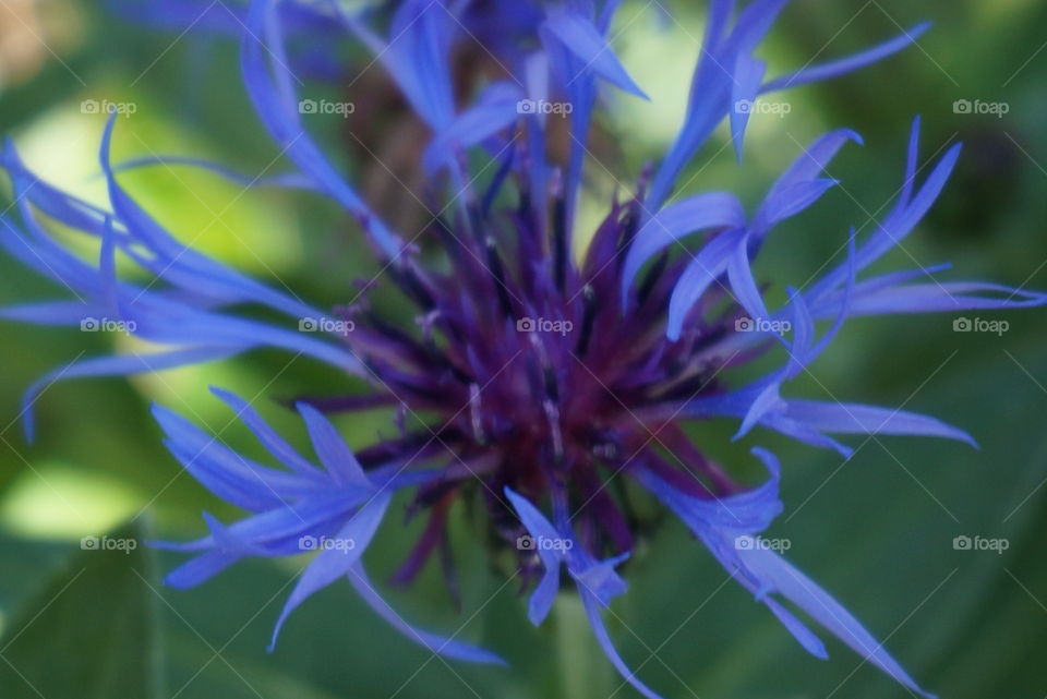 Bachelor button. Flower