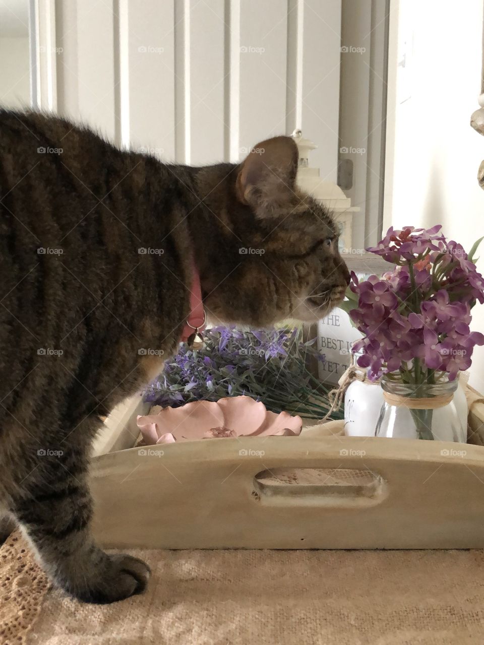 Curiosity tabby cat being a cat 