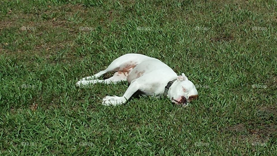 grass nap