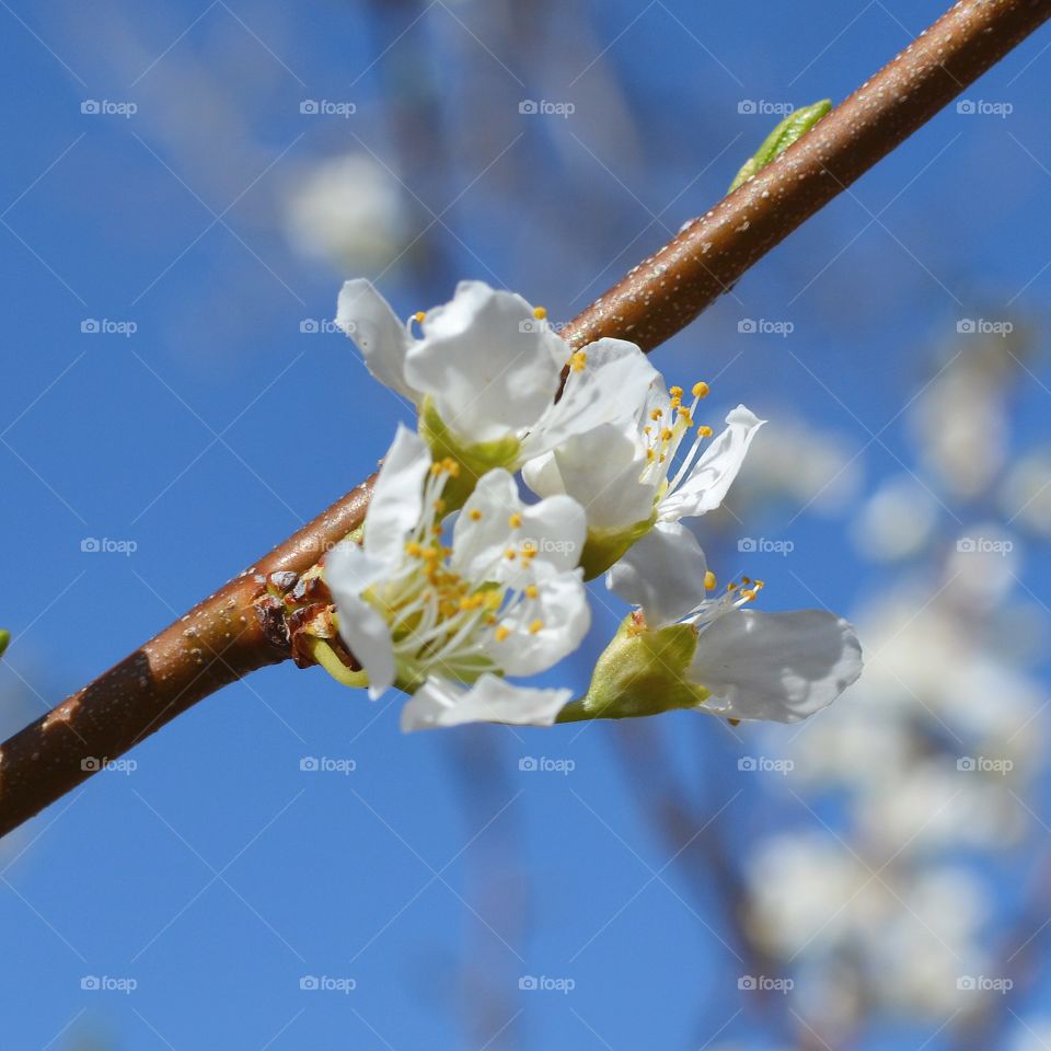 Crabapple Blume
