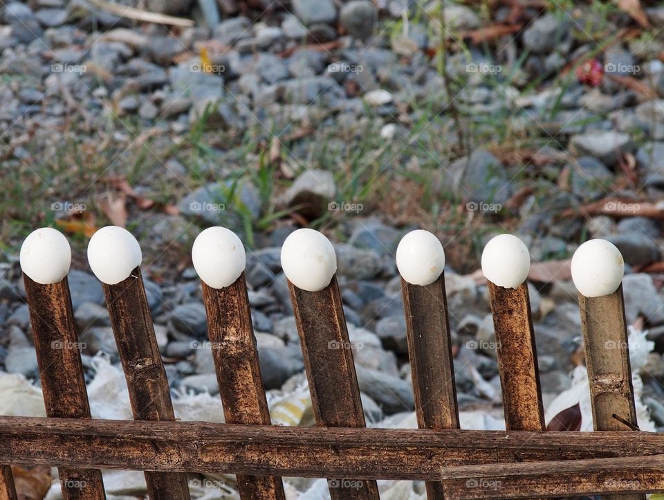 Egg shells on fence