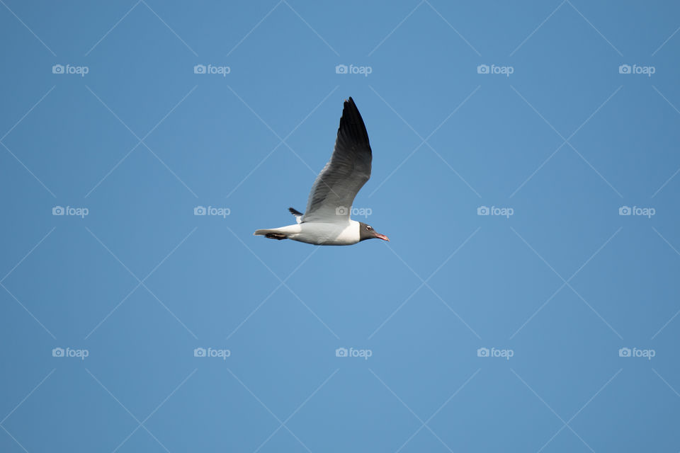 Bird, Seagulls, No Person, Wildlife, Sky