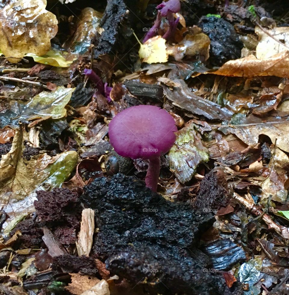 Purple fungi 
