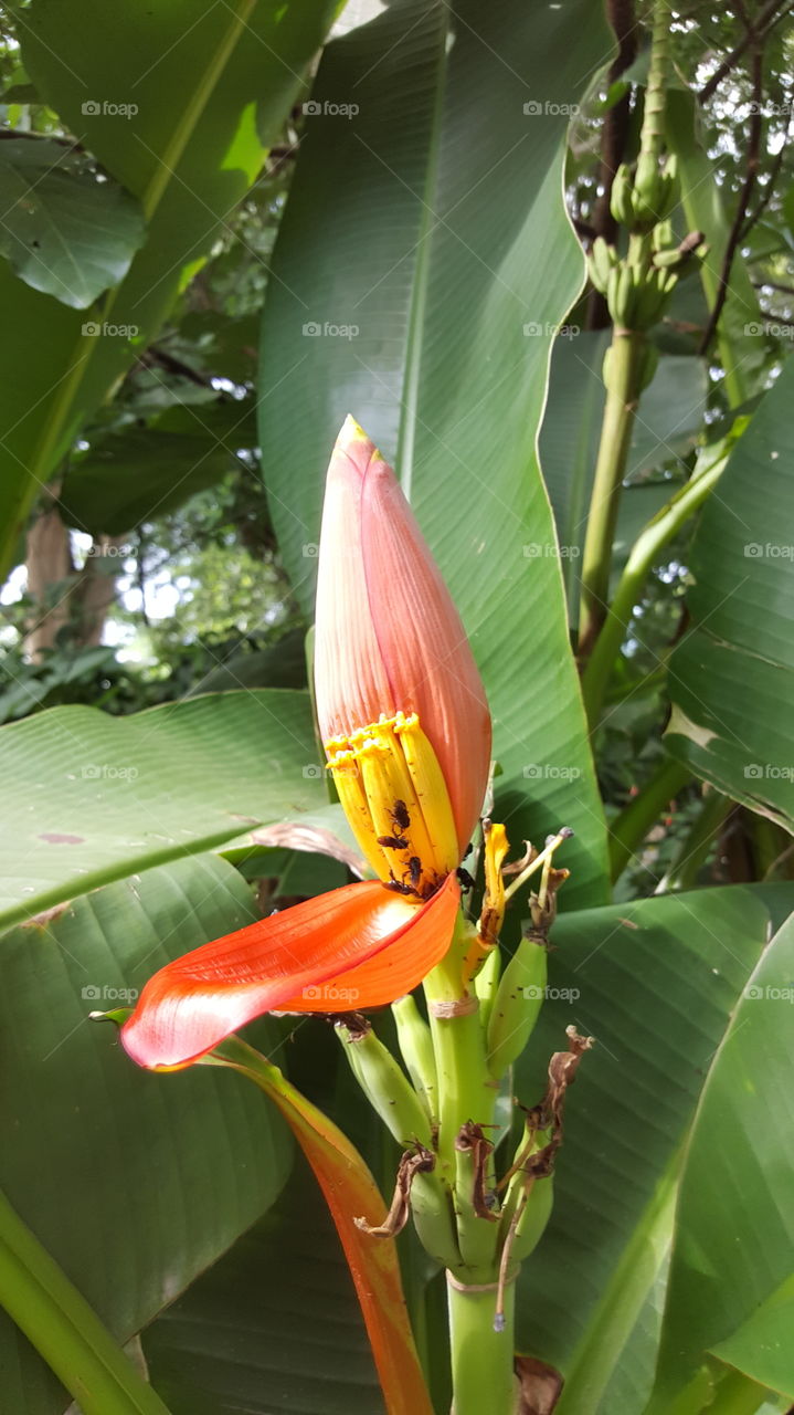 Wild banana flower