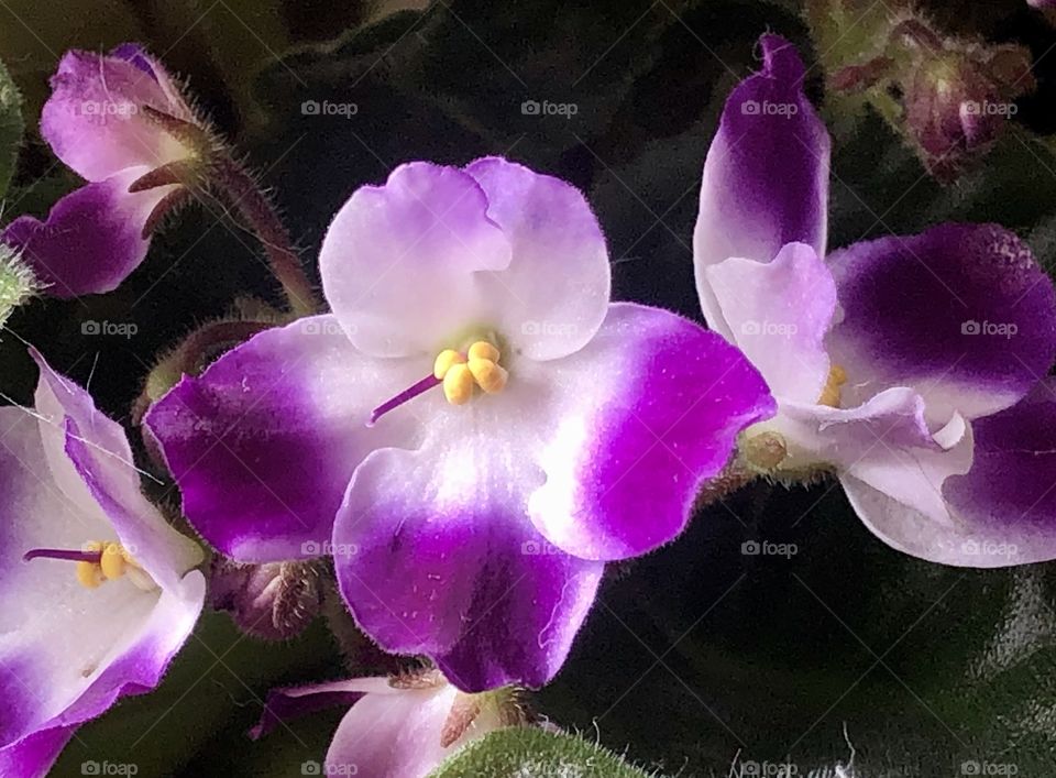 African violet 