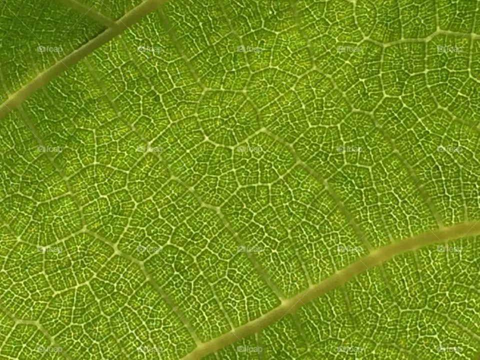 Far far away stands a tree . That’s something we say to our selves every day. What the real hidden science in it is a true mystery! From tiny atoms to cells the cycle goes till the end!🧬