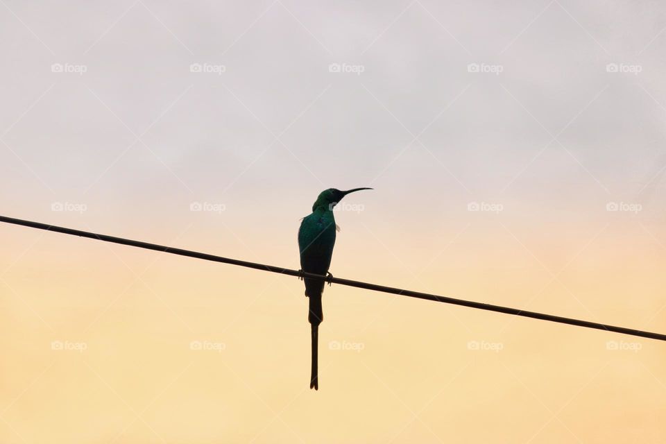 Sunbird perched on a telephone line and sunset