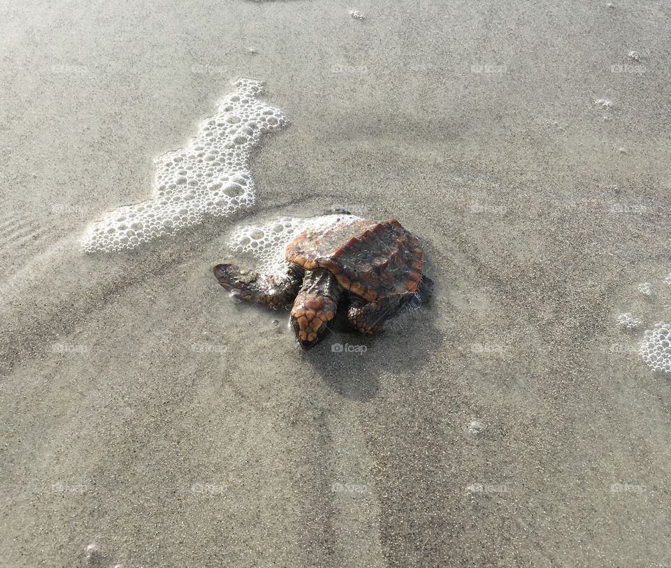 Baby sea turtle 