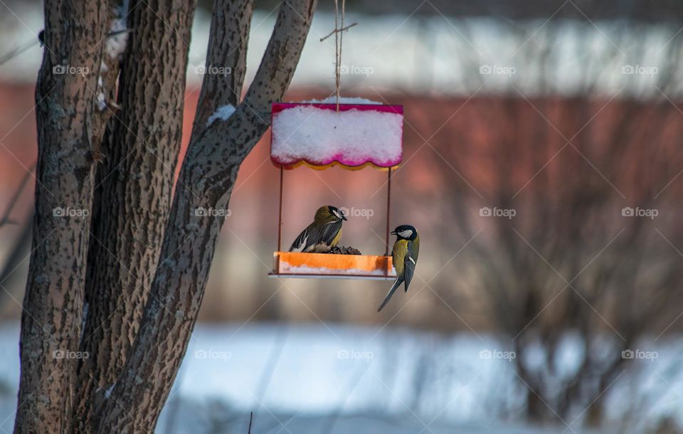 Two birds found a new home in the park 