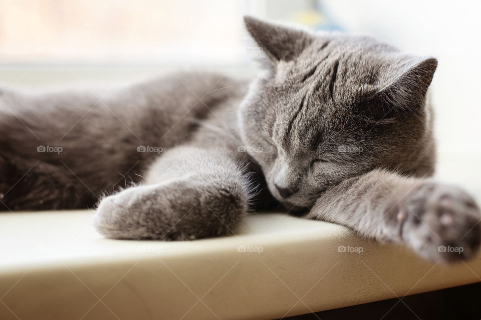 cat slipping on the window