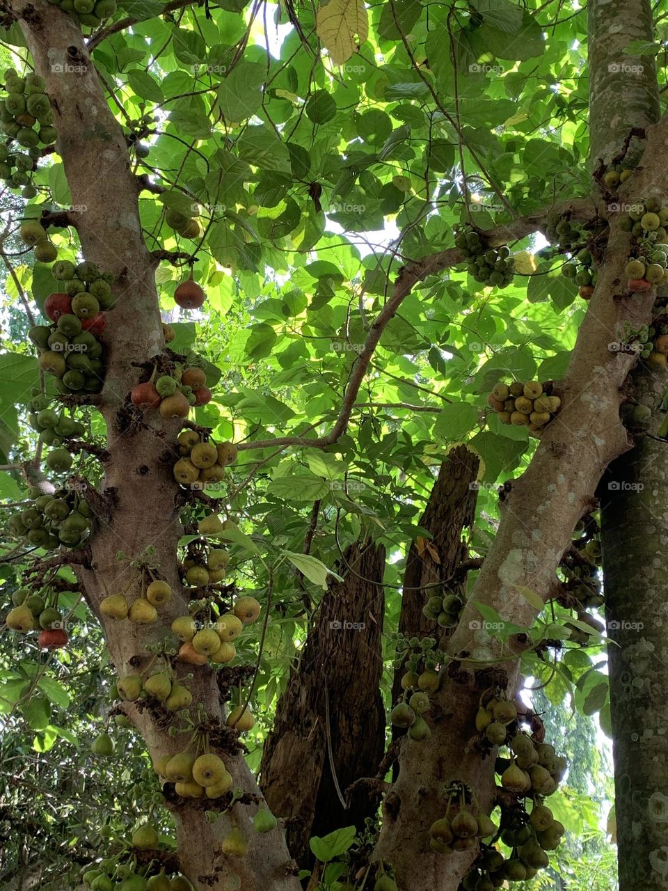 Lush tree in the jungle 