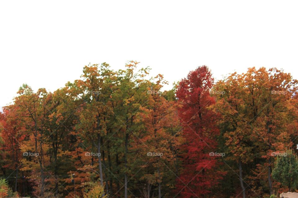 Autumn trees against clear sky