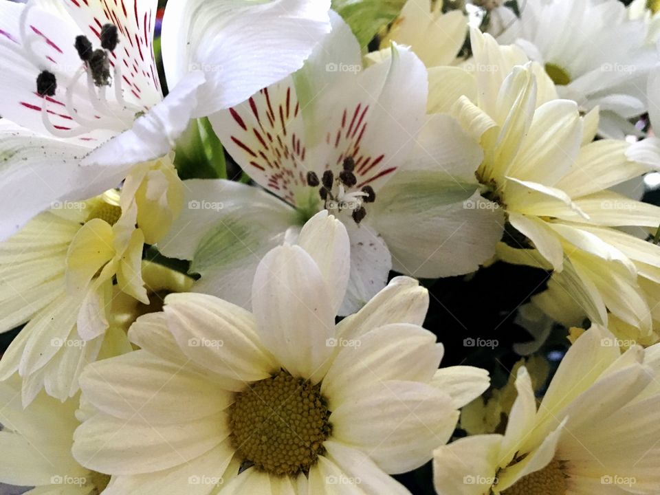 Cream and white flowers