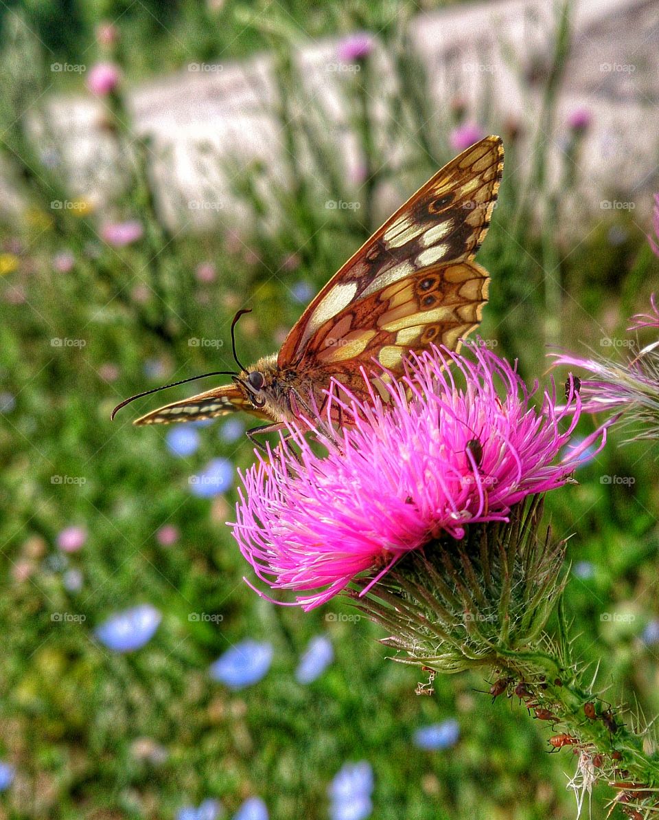 Butterfly on flower