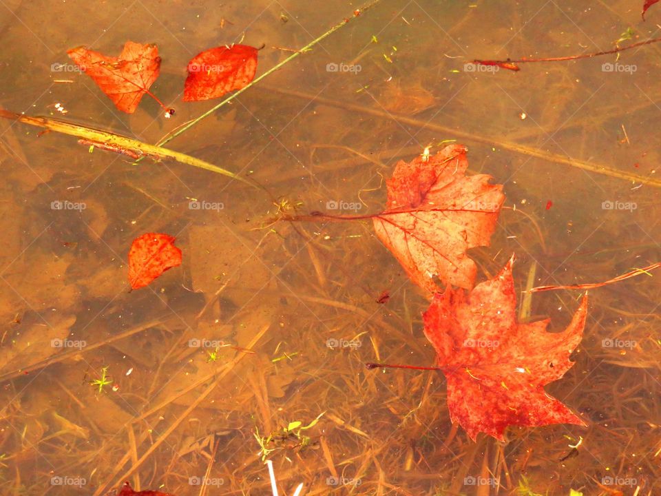 autumn leaves in pond