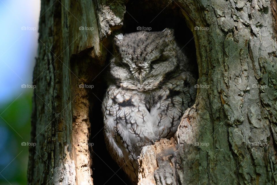 Sleeping eastern screech owl