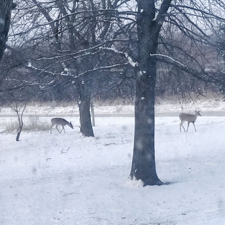 Deer in snow