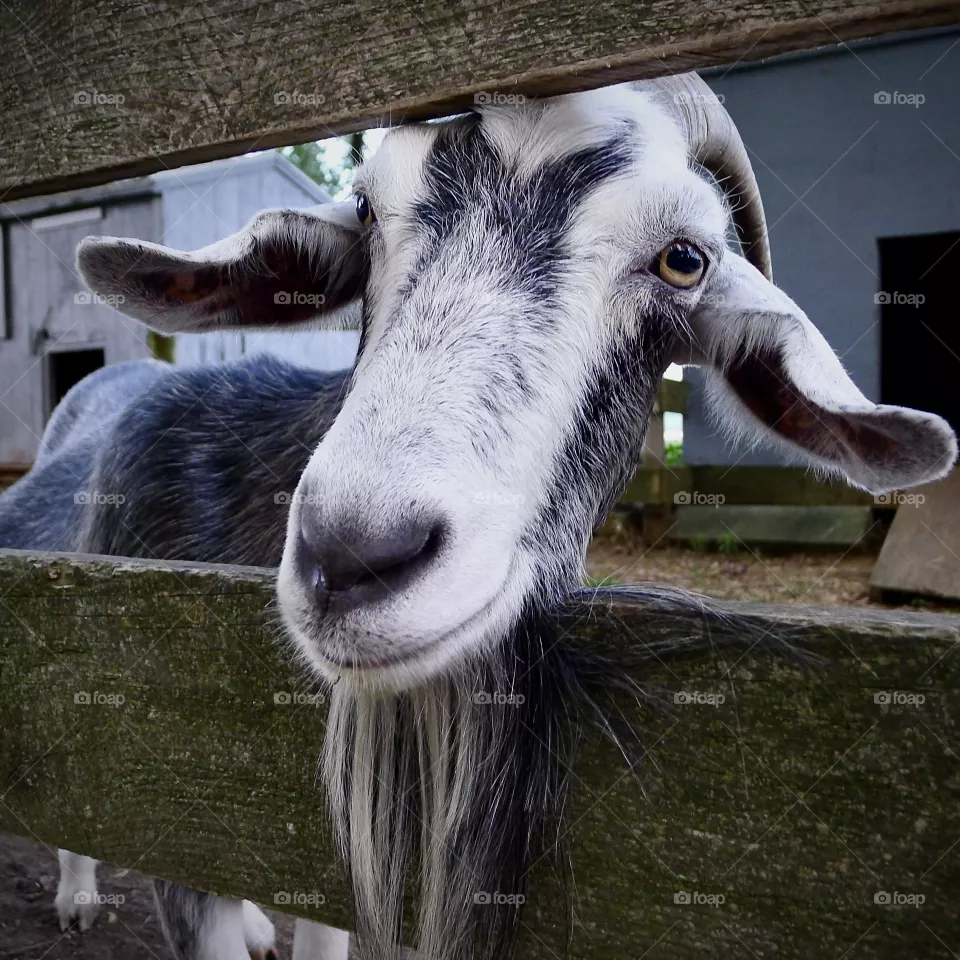 Goat