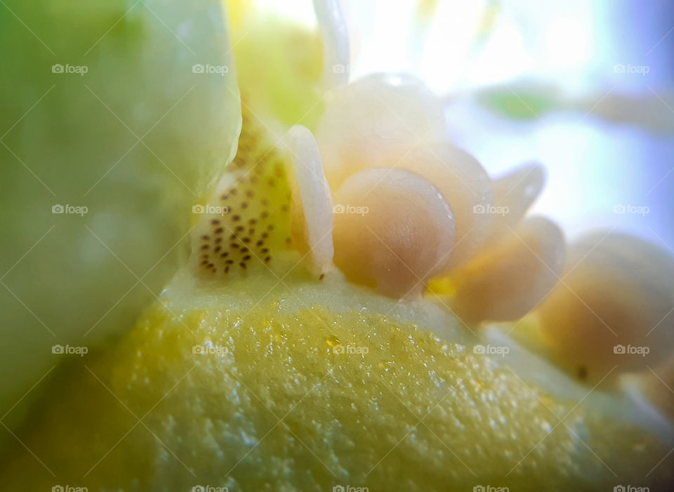 macrophoto of the paper