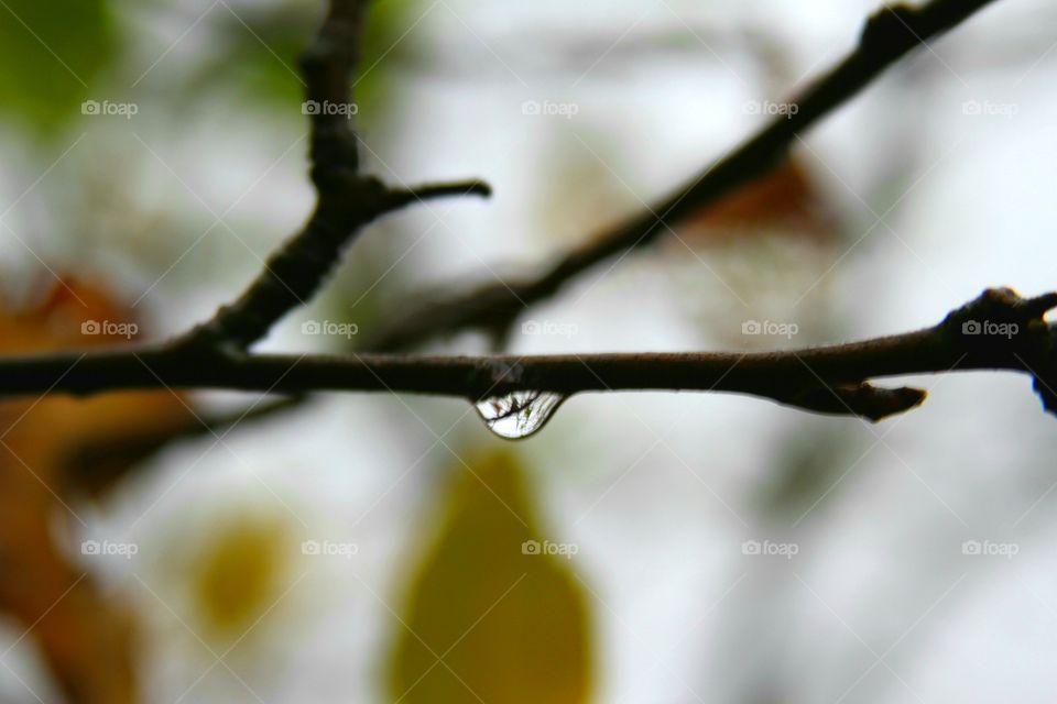 water drops on branch