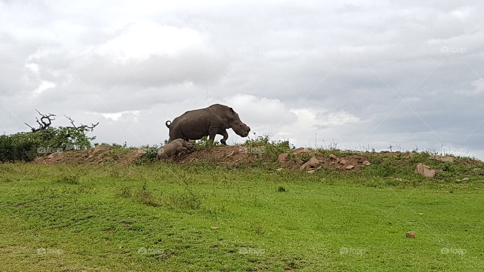 mother rhino eith baby rhino