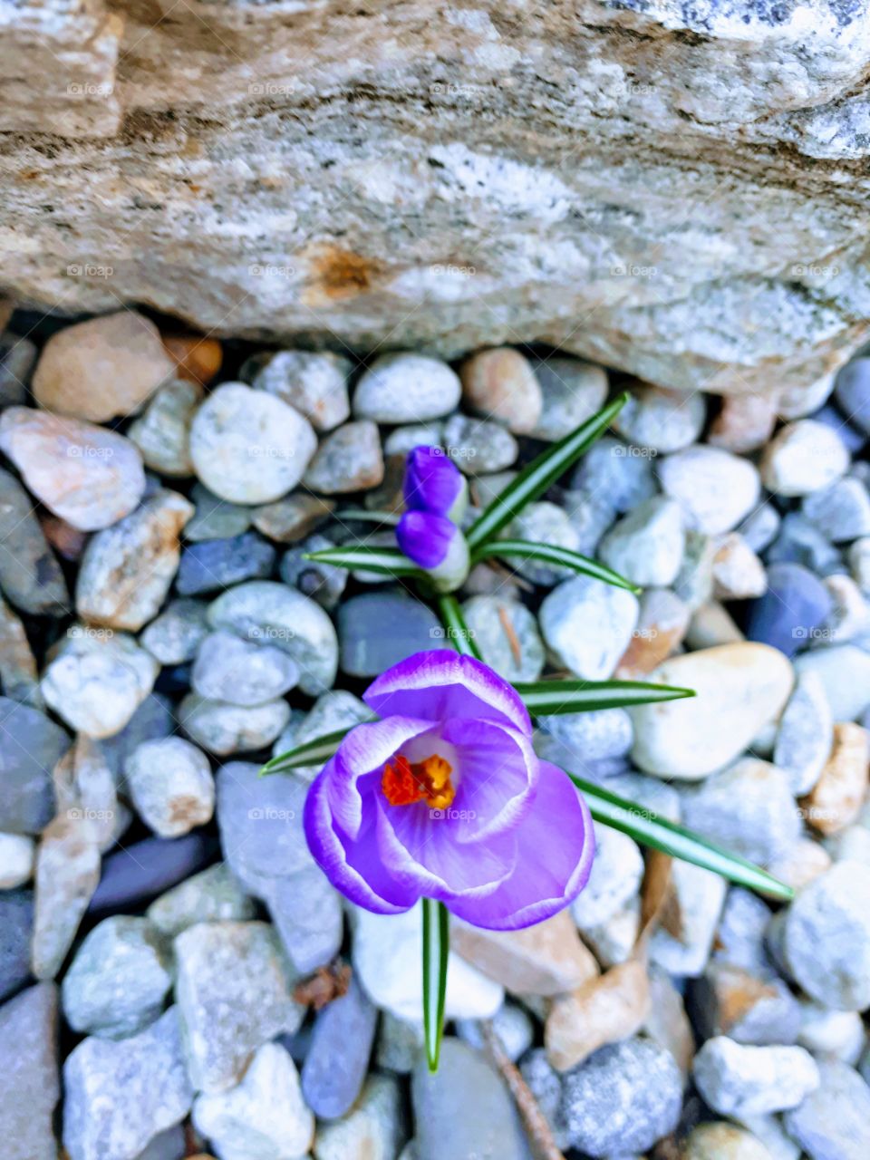A crocus pushing through adversity to bloom to perfection, its family proudly following suit.