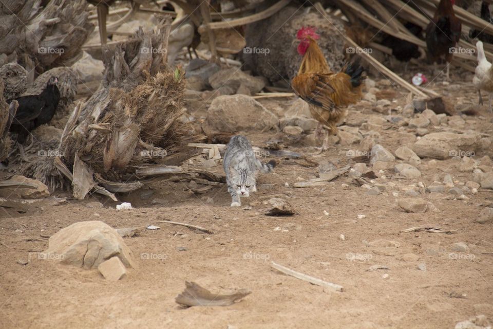 gray cat and chickens in the countryside in the desert