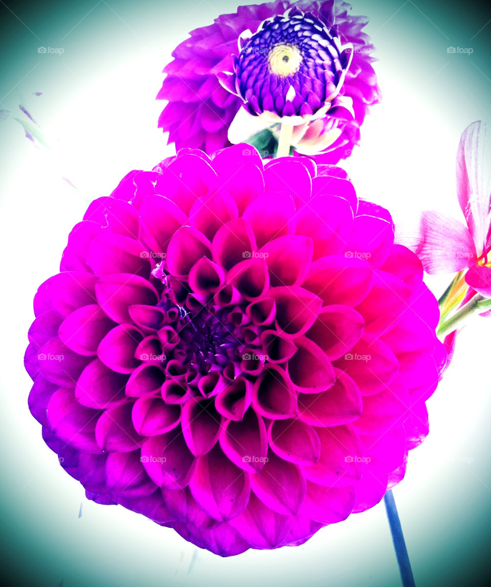 flowers plants nature pink by binkyboo