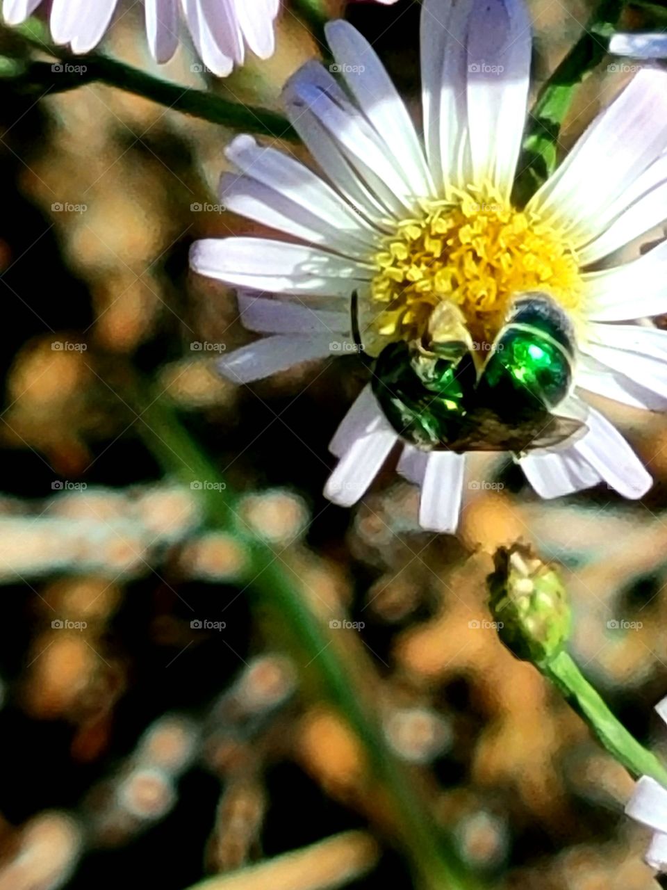 Green Sweet Bee collecting nectar from wild daisy