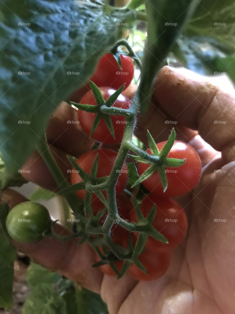 Tomato
