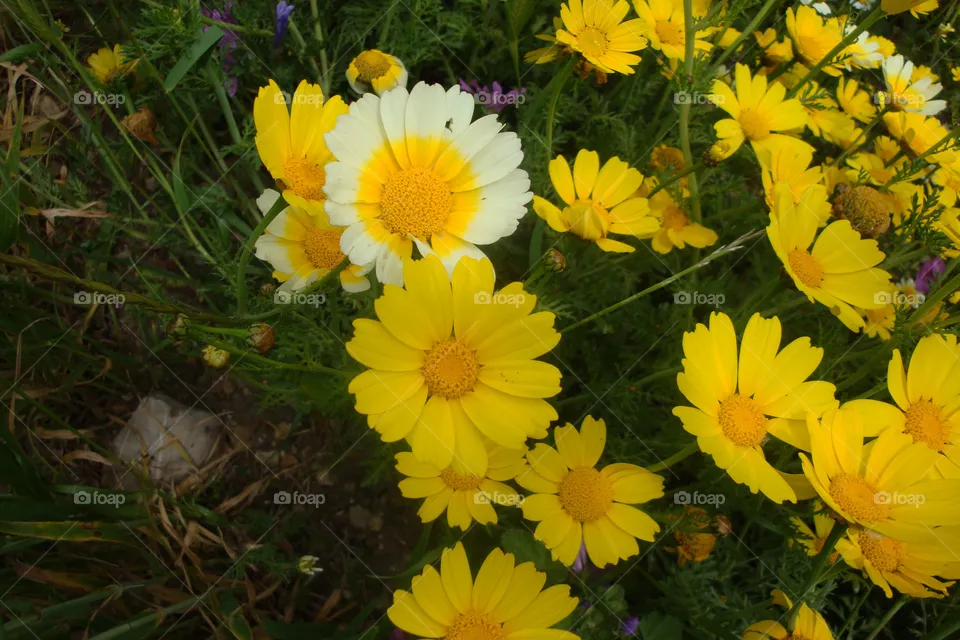 Fleurs