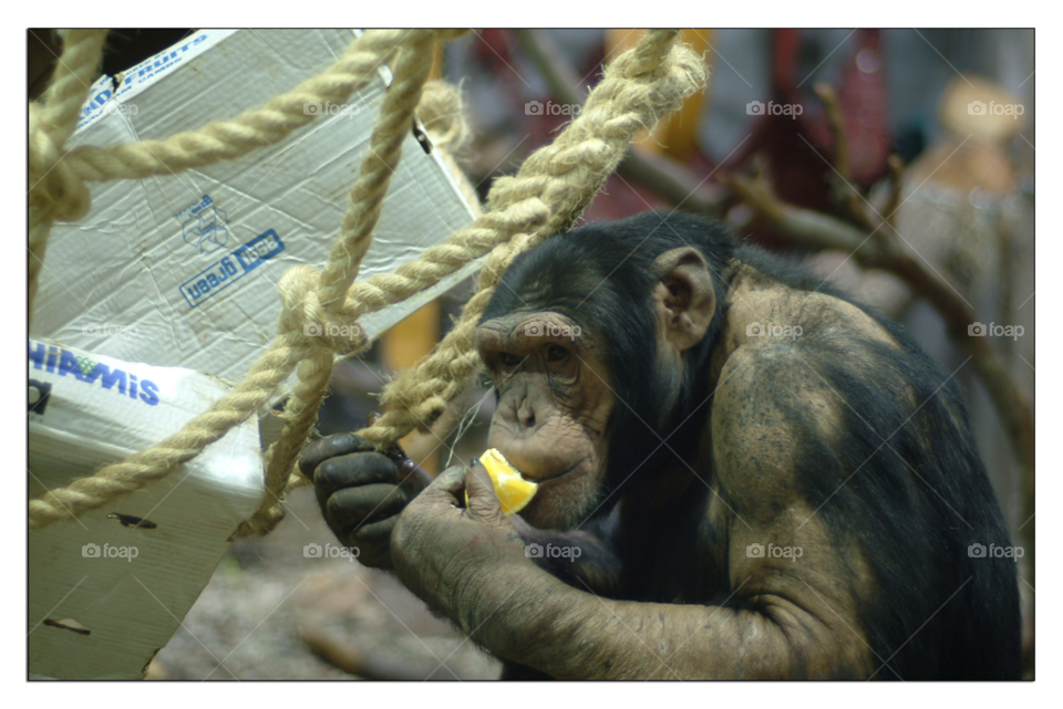 zoo monkey climb primate by invasion1973