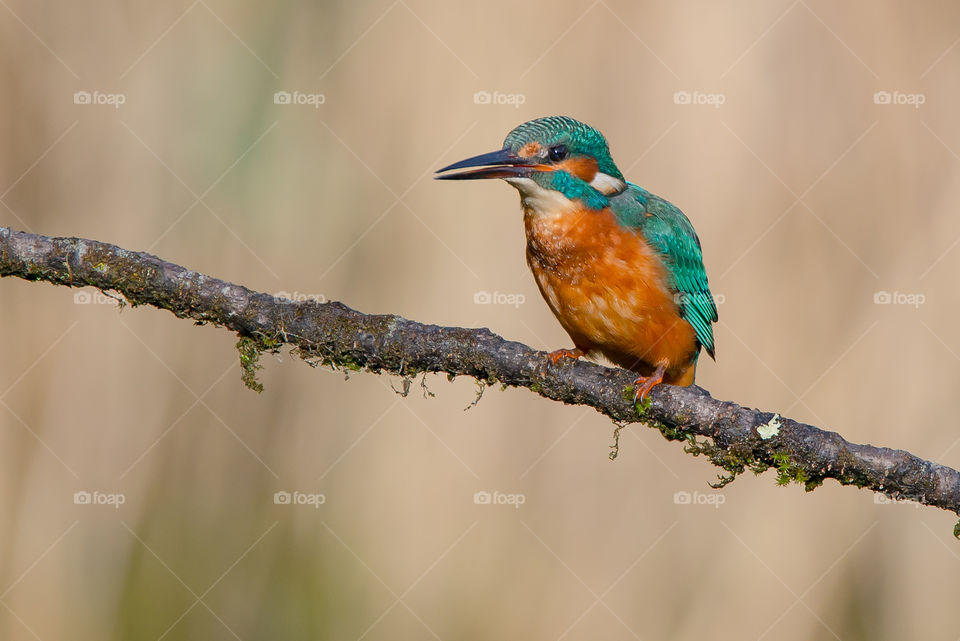 kingfisher